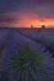 Magic Hour in Valensole 