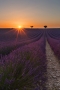 Jackie Tran -Lavender Sunburst