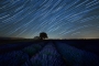 Startrails Lavender