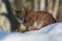 Jiří Vondráček -Rys ostrovid (Lynx lynx)
