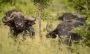 Buvol kapverdský (africký)