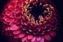 gerbera