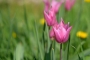 tulipán