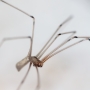 Peter Guspan - Daddy Long Legs