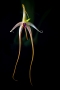 Bulbophyllum echinolabium - orchidea