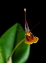 Erika Marková - Restrepia brachypus - orchidea