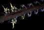Erika Marková - Bulbophyllum maximum - orchidea