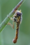 Pestřenka