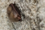 Daniela Daňková - Plecotus auritus