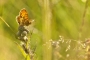 Jakub Červený - Melitaea athalia