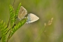 Jakub Červený - Polyommatus daphnis