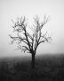Radim Zbořil - The Tree Of Life