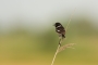 Bramborníček černohlavý (Saxicola rubicola)