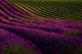 Levandulové vlny - Provence, Francie