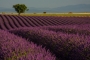 Fialová vášeň - Valensole, Provence, Francie