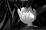 Petra Šiková - Tulipán I.