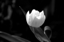 Petra Šiková - Tulipán II.