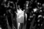 Petra Šiková - Tulipán III.