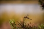 Fotograf roku v přírodě 2016 - Póza pro fotografku