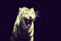 Jiří Bič - Eye of the Tiger