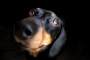 Filip
