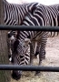 V zoologické zahradě