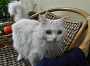 Krasavice
