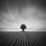 Kouzlíme černobíle - Fotograf roku - Kreativita - XII.kolo - Polní samotář