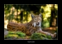 Peter Školník - Lynx Lynx