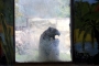 Nuda v ZOO