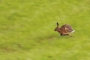 Radek Hájek - Zaječí panning