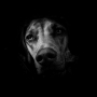Portrét  - ghost dog