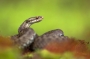 Divoká příroda inspiruje - Fotograf roku - Kreativita - IX.kolo - Zmije obecná (Vipera berus) - samice
