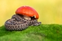 Michal Fuglevič -Zmije obecná (Vipera berus) - samec