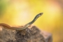 Divoká příroda inspiruje - Fotograf roku - Top 20 - IX.kolo - Štíhlovka útlá (Platyceps najadum)