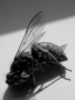 Pavlína Plíšková - Vespa crabro