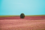 Adéla Chalupová - Omitted tree