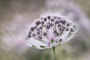 Astrantia