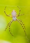 Blízká krása v detailu - Křižák laločnatý (Argiope lobata)