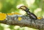 Michal Fuglevič - Roháč obecný (Lucanus cervus)