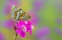 Michal Fuglevič - Hnědásek kostkovaný (Melitaea cinxia)