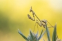 Michal Fuglevič - Kudlanka jižní (Empusa fasciata)