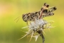 Michal Fuglevič - Saranče zelenokřídlá (Oedaleus decorus)