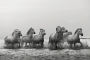 Kouzlíme černobíle - Fotograf roku - Kreativita - XII.kolo - bělouši z Camargue 2