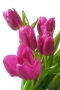 Eva Veselá -Tulipány 