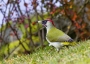 Žluna zelená - Picus viridis