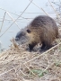 Klára Baranová - Nutrie
