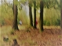 Nicoleta Mikulcová Gomes -into the trees7