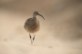 Jiří Vondráček - Koliha malá (Numenius phaeopus)