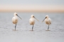 Jiří Vondráček - Kolpík bílý (Platalea leucorodia)